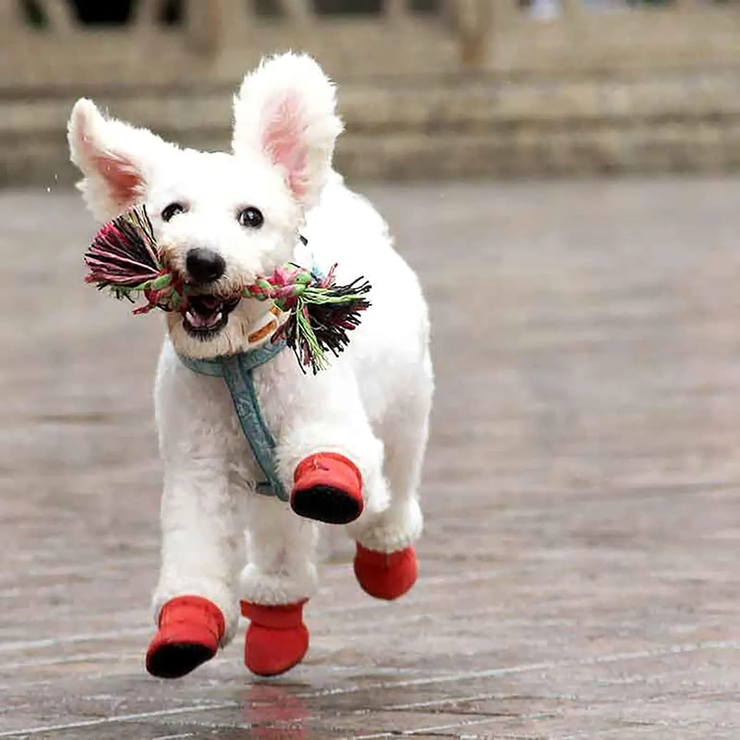 Dog Shoes Dog Boots Pet Shoes Winter Warm Sneakers Booties Pet Dog Shoes Puppy Shoes for Hot Pavement, 4-pcs Set